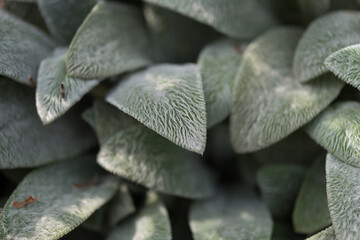 Stachys byzantina also known as lamb's ear close up - backgrounds