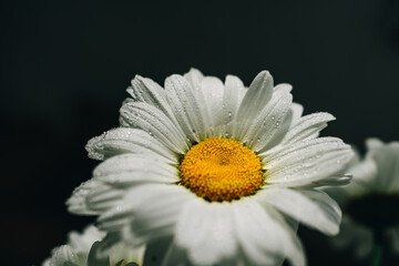 close up of daisy flower © Анна Молько