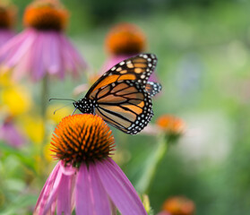 monarch butterfly on a pink echinacea flower with floral bokeh background 