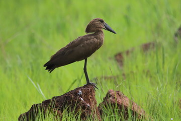 crowned night heron
