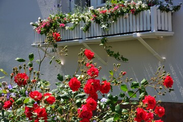 Rosensträucher an der Fassade einer älteren Villa / Wohnhaus