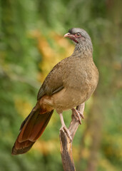 Ortalis canicollis, Charata