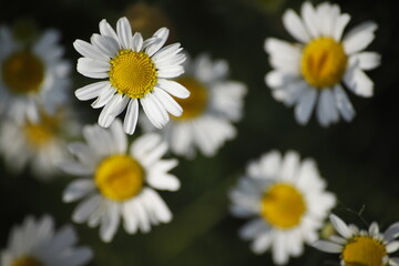 Rumianki białe kwitnące makro