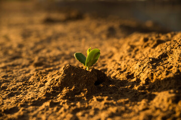sprout on the ground