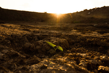 sprout in the ground