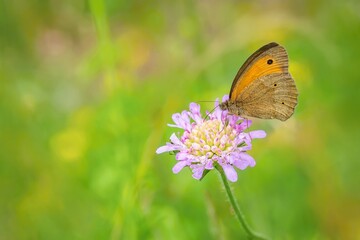 Orange and brown butterfly, a male of meadow brown, Maniola jurtina, sitting on purple field scabious flower growing in a meadow. Green grass in the background. Sunny summer day in nature.