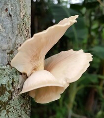 mushroom in the forest