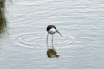 Aves en el delta de l´Ebre
