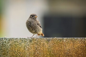 Close up portrait of a cute fledgling, a black redstart, with an orange tail sitting on a granite stone wall. Grey and black background.