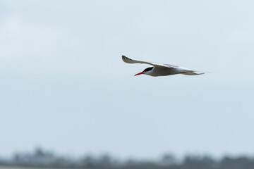 Aves en el delta de l´Ebre