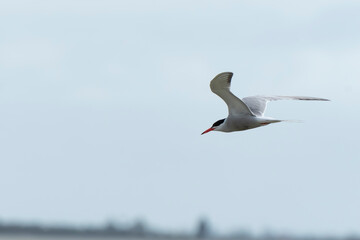 Aves en el delta de l´Ebre