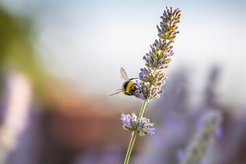 bee on a flower