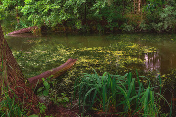 small forest lake with duckweed on the water