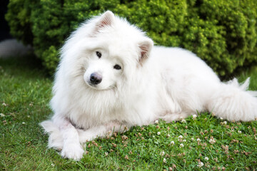 Big white dog with fluffy hair of Samoyed breed