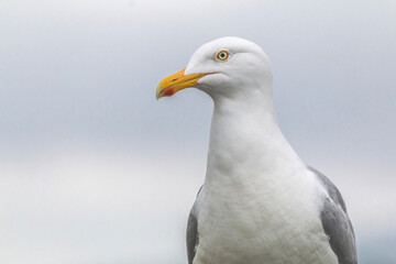 close up of a seagull