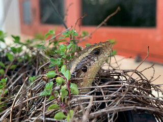 Close-up Skink in the garden.