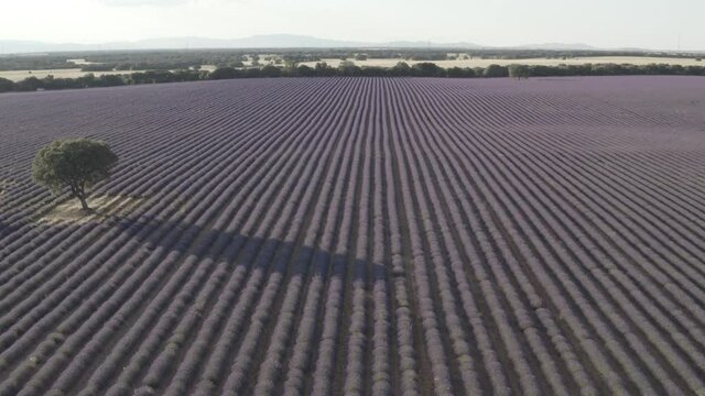 Campos de lavanda Brihuega 4k bruto dlog