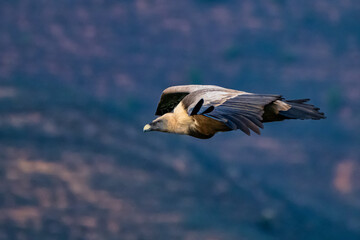 Griffon vulture, Gyps fulvus in Monfrague National Park. Extremadura, Spain