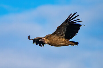 Griffon vulture, Gyps fulvus in Monfrague National Park. Extremadura, Spain