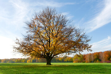 Herbst, Baum, Buche