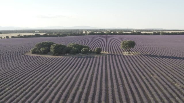 Campos de lavanda Brihuega 4k bruto dlog