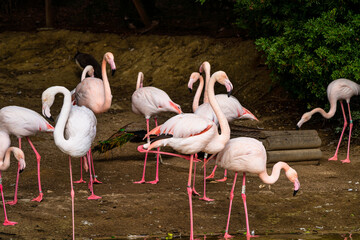 Caribbean flamingo, Phoenicopterus roseus in Jerez de la Frontera, Spain