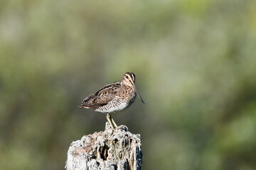 Wilson's Snipe sits perched on a fence post in an agricultural field