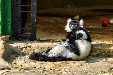 Black and white ruffed lemur in Jerez de la Frontera, Andalusia, Spain