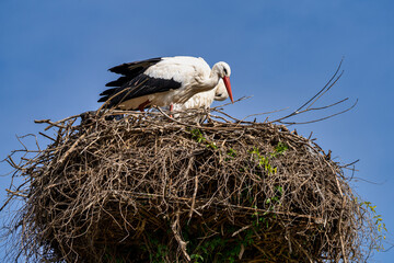 White Stork, Ciconia ciconia in Jerez de la Frontera, Andalusia, Spain