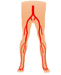 Obraz na płótnie Canvas leg artery anatomy