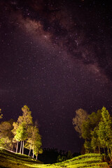 forest in night