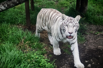 Tigre bianco albino 