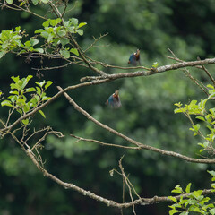 Two stunning Kingfisher birds Alcedo Atthis in flight over river in Summer hunting fish