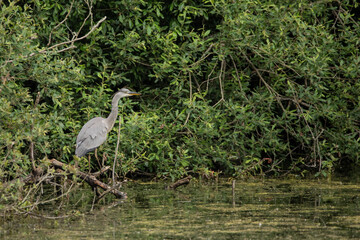 Beautiful Grey Heron bird Ardea Cinerea Pelecaniformes on lake in Summer hunting small fish in water