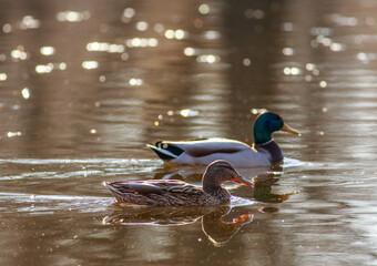 Wild duck mallard swims in water surface with reflections at sunset, beauty in the wild life