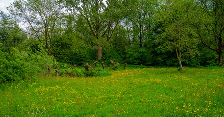 View in the park with pollard willows and meadow with buttercups (Ranunculus)
