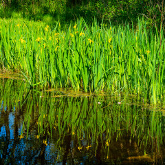 Obraz premium Close up of yellow flag Irisses with reflections in the water (Iris pseudacorus) 