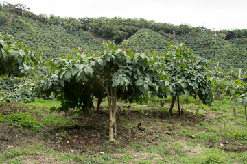 Fototapeta na wymiar Commercial fruit cultivation in Colombia
