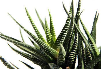 indoor plants succulent Haworthia close up green plant on a white background