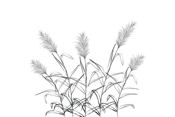 Illustration of black and white reeds.Cane silhouette on white background.