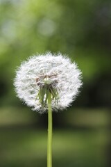 isolated white dandelion on a green background
