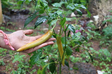 hand picking up a tomato
