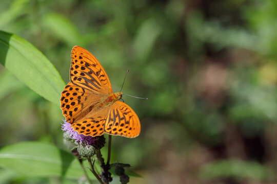Silver-washed fritillary (Argynnis paphia) with open wings.