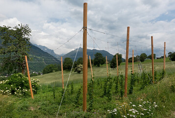 Small scale Hop cultivation with a construction of wooden poles and iron wire in a Swiss valley 