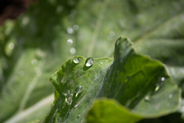 A succulent cabbage leaf