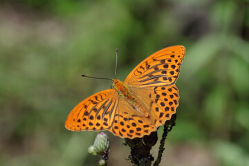 Silver-washed fritillary butterfly (Argynnis paphia) with open wings.
