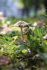 mushrooms among green blades of grass in the forest