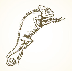 Cute old big Chamaeleon isolated on white backdrop