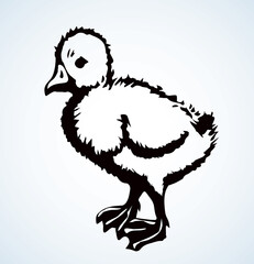 Little duckling. Vector drawing icon