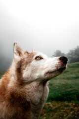 Husky regard, yeux, or, mystique, brume, chien